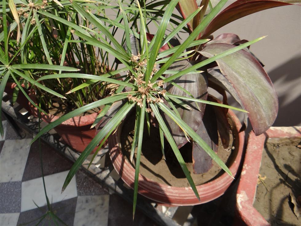 Cyperus alternifolius